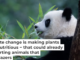 The giant panda’s diet is almost 100% bamboo. Costfoto/NurPhoto via Getty Images